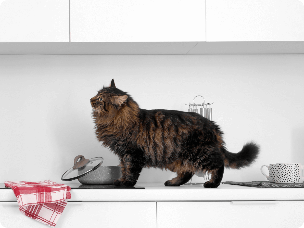 Lapsed või lemmikloomad ei põhjusta õnnetusi, hooletus põhjustab